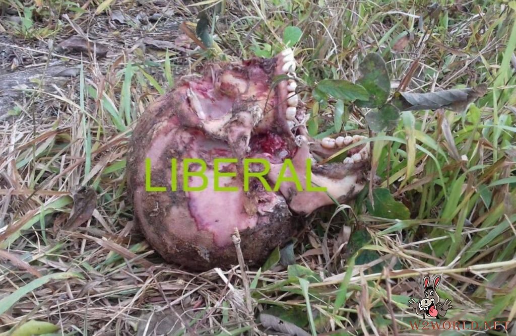 Two beheaded bodies found in Sayula