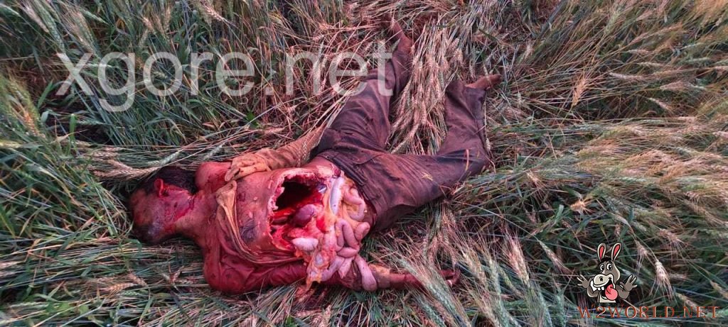 Lioness Kills Farmer in Gujarat; Dramatic Rescue Follows