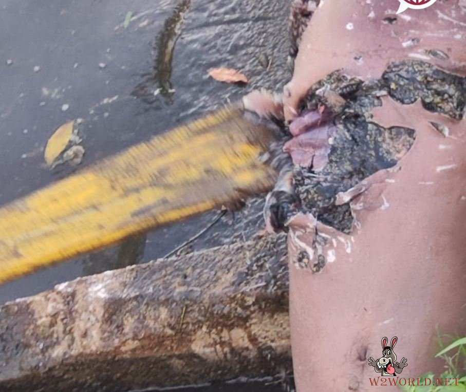 Body Recovered from Las Ilusiones Lagoon After Crocodile Attack