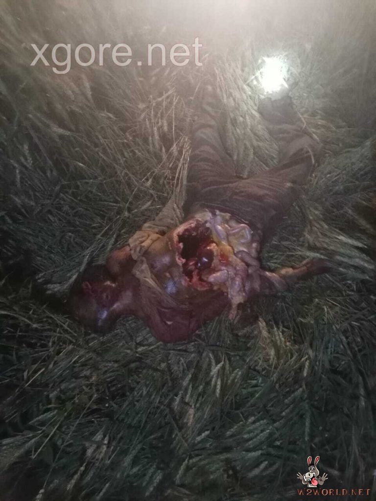 Lioness Kills Farmer in Gujarat; Dramatic Rescue Follows