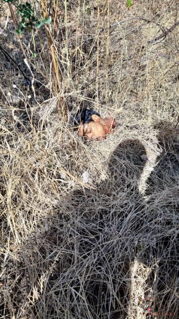 Fatal Accident Results in Decapitation of One Man