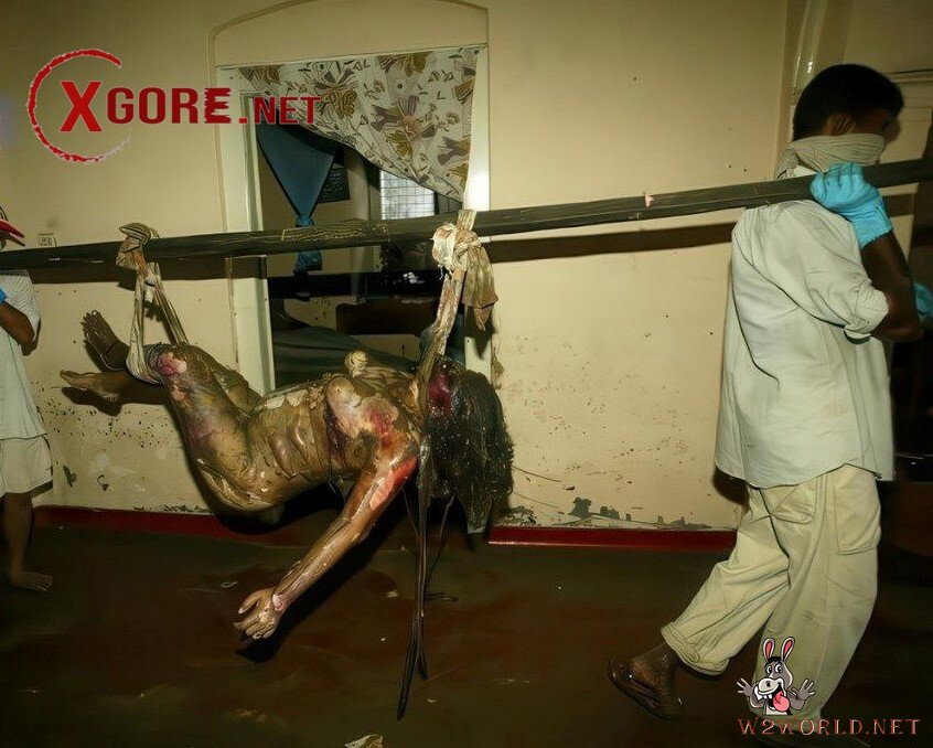Decomposed Bodies from 2004 Tsunami Resurface in Old Photos