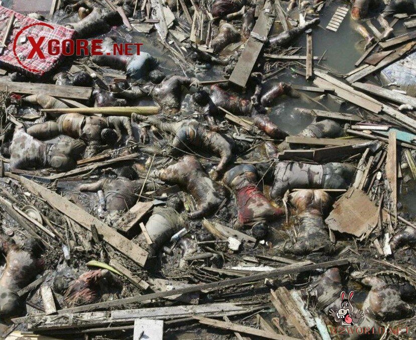 Decomposed Bodies from 2004 Tsunami Resurface in Old Photos