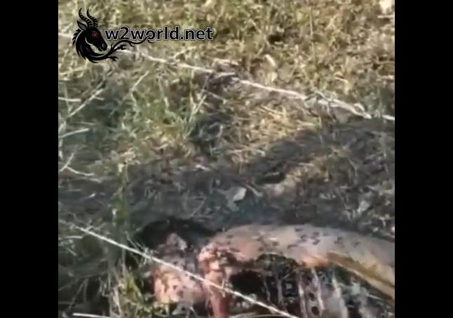 Former Prisoner Found Partially Eaten by Wild Animal in Pernambuco, Brazil
