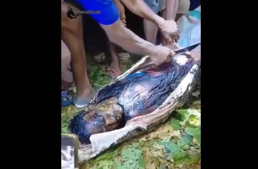 Giant Python Swallows Man Alive in Indonesia, Villagers Film the Attack