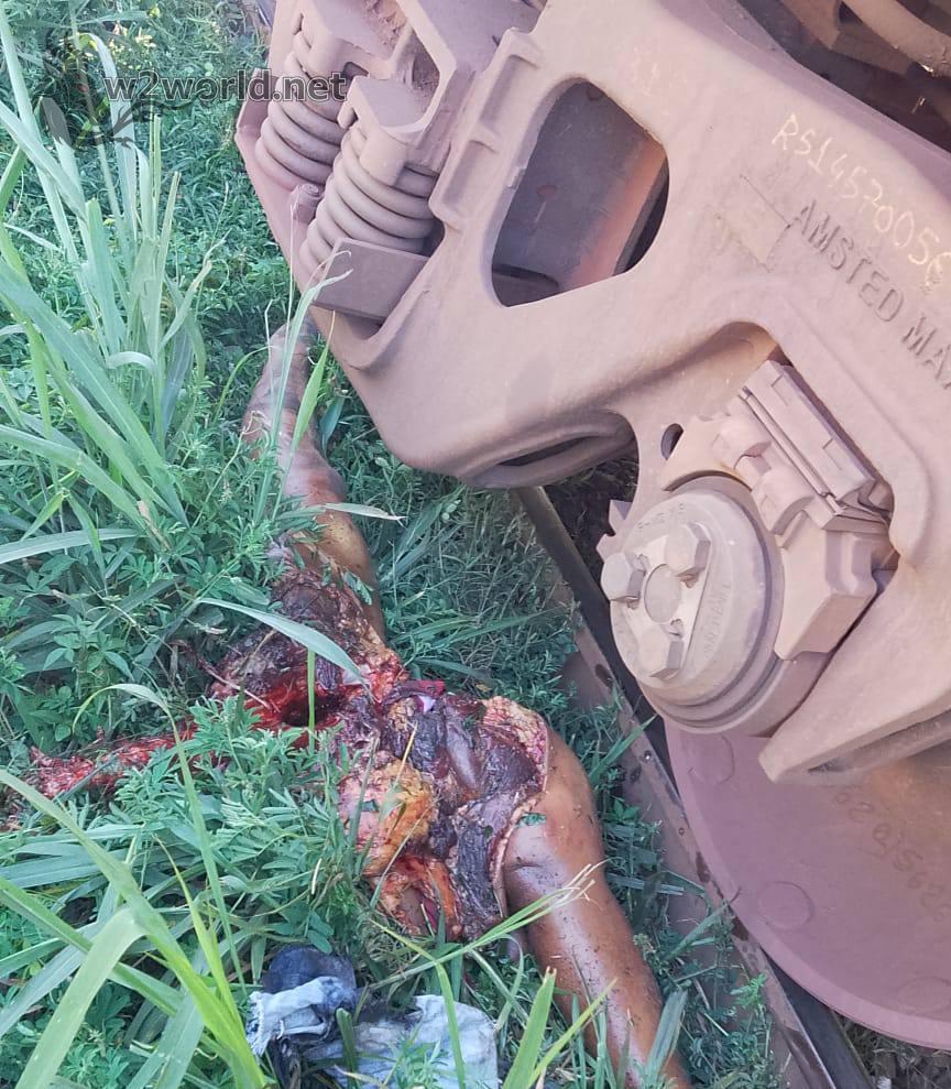 Woman Cut in Half by Train After Dropping Phone on Tracks in Mangaratiba 01