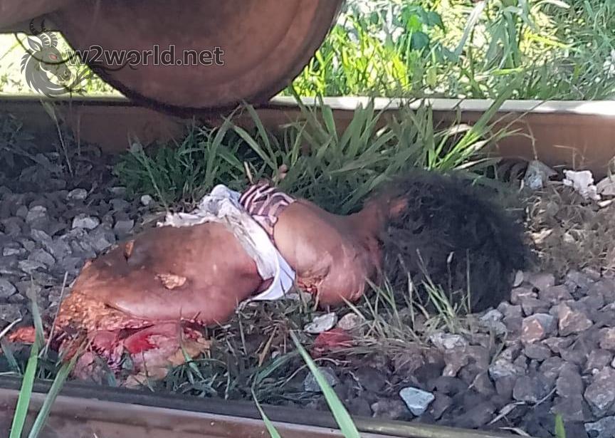 Woman Cut in Half by Train After Dropping Phone on Tracks in Mangaratiba 02