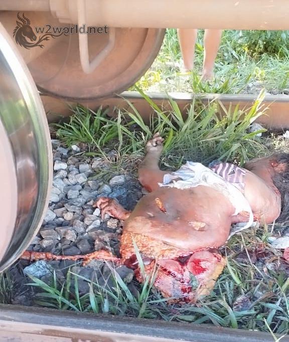 Woman Cut in Half by Train After Dropping Phone on Tracks in Mangaratiba 03